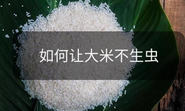 如何鑒別大米的好壞 大米選購技巧及儲存防止生米蟲妙招