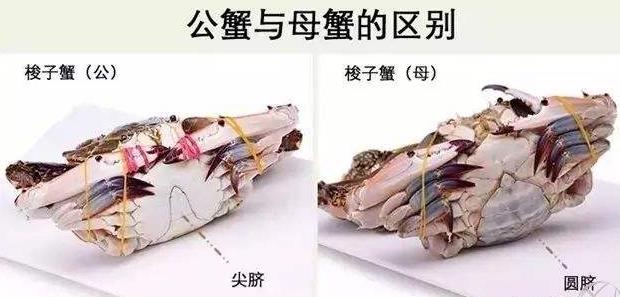 梭子蟹的選購技巧