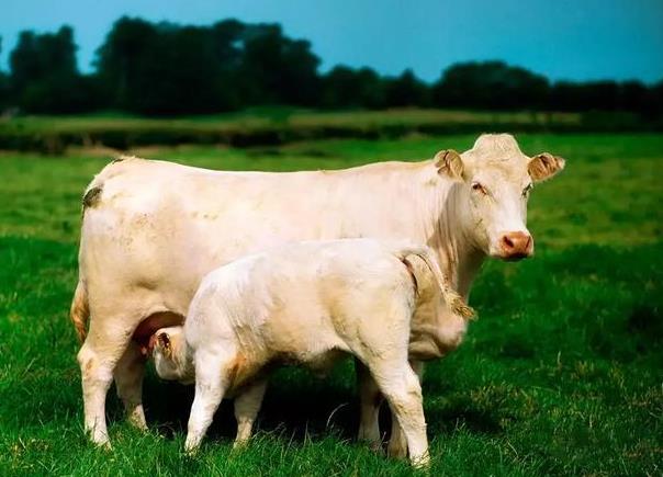 世界上最好吃的牛肉是什么？牛肉界的“四大名?！迸琶? max-width=