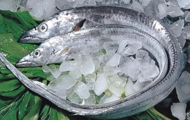 帶魚為什么一出水就會死掉？帶魚是深海魚嗎？帶魚怎么保鮮？