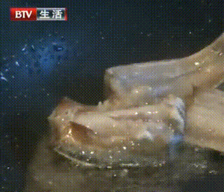 甲醛浸泡過的帶魚，一碰熱油就扭曲、炸裂開花，千萬別買別吃！