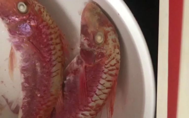 無良商販用色素給三蘇紅魚上色，用手輕輕一摸，手還會被染紅