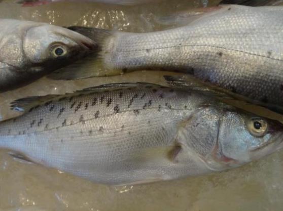 吃鱸魚的禁忌有哪些？鱸魚是淡水魚還是海魚？鱸魚多少錢一斤？