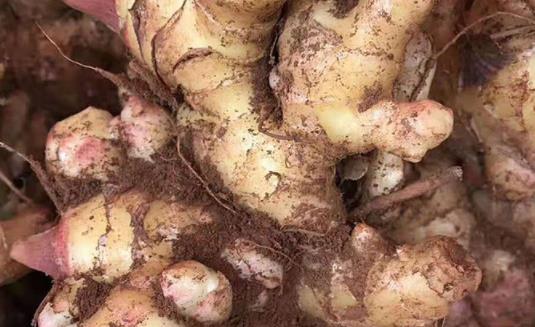 洋姜怎么腌制不發黑？新鮮洋姜怎么炒好吃