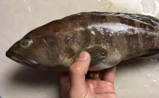 寶寶可以吃石斑魚嗎？吃石斑魚有哪些好處