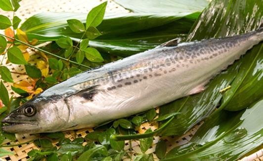馬鮫魚有哪些營養(yǎng)價(jià)值？哪些人不宜吃馬鮫魚