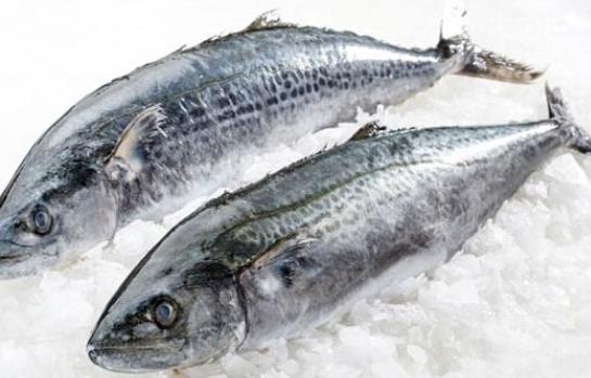吃馬鮫魚有哪些好處？怎么挑選馬鮫魚